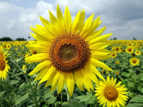 Sonnenblume © Pixabay